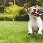 PetlifeSA-training-behaviours-habits-benefits-of-dog-toys-FB